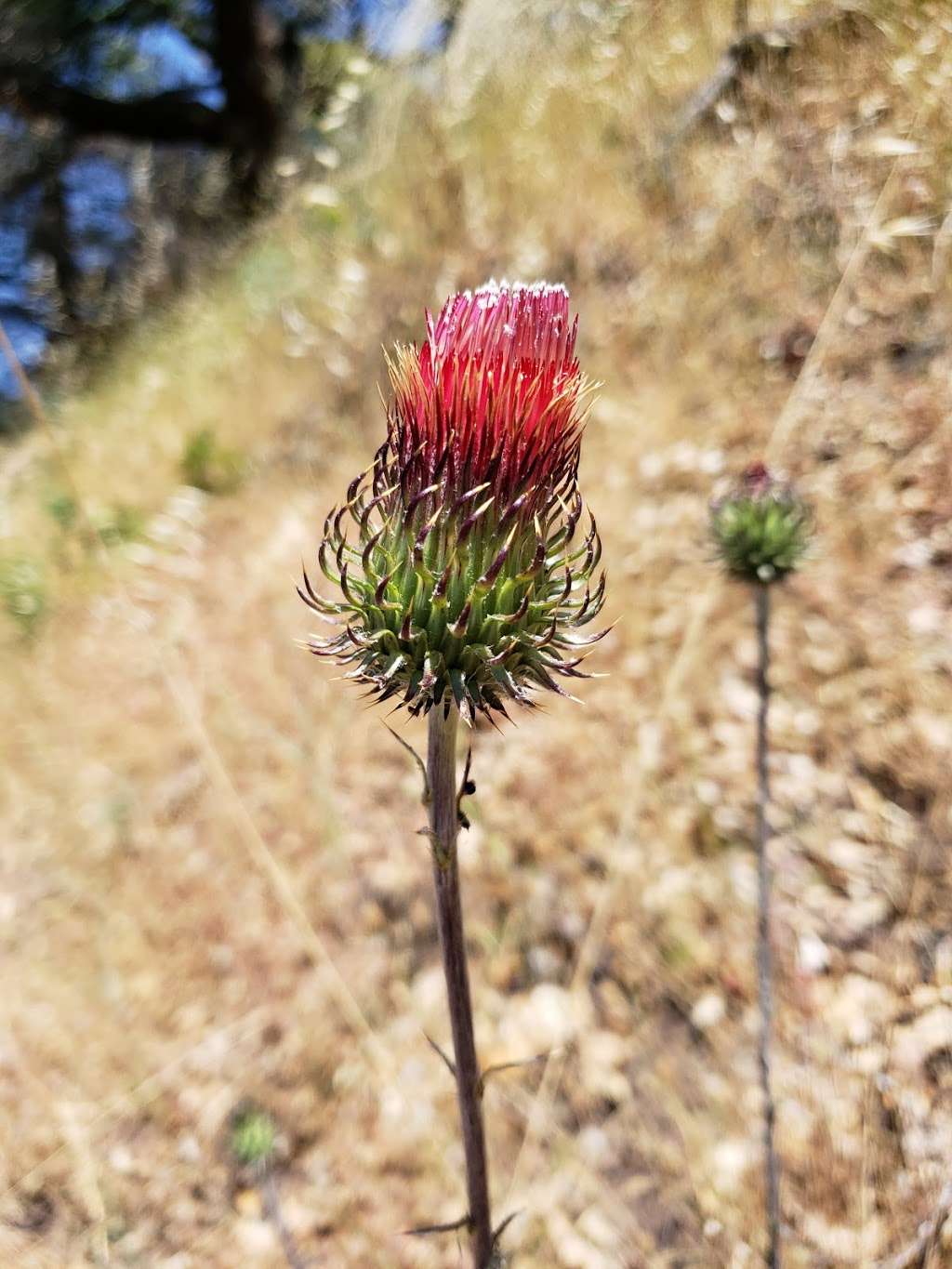 Walk at Sugarloaf Ridge State Park | 2605 Adobe Canyon Rd, Kenwood, CA 95452, USA | Phone: (707) 833-6288