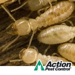 Action Pest Control | 8010 National Turnpike #400, Louisville, KY 40214, USA | Phone: (502) 585-5668