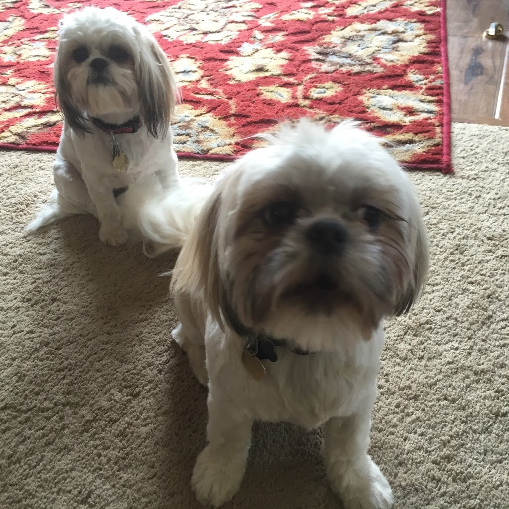 Village Pet Clinic | 2130 Main St, Longmont, CO 80501, USA | Phone: (303) 772-9282