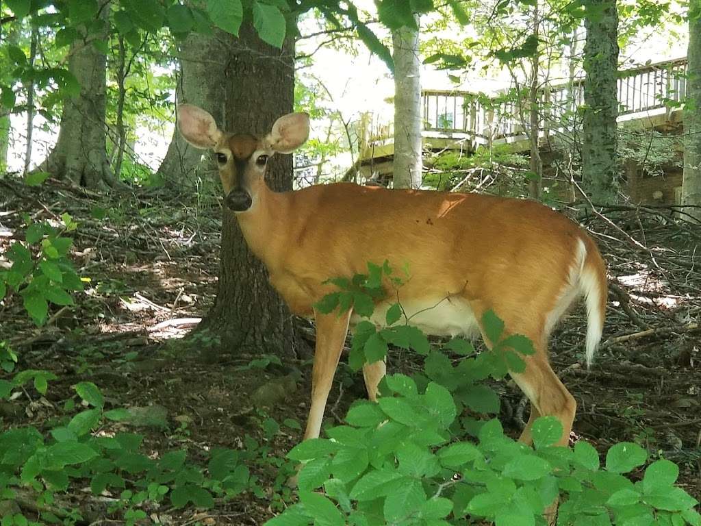 Crystal Rock Trail | Crystal Rock Trail, Germantown, MD 20874