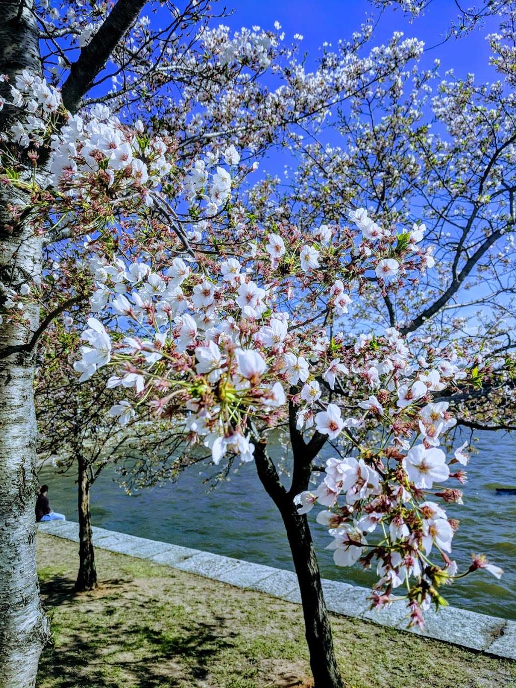 National Mall | 900 Ohio Dr SW, Washington, DC 20036, USA | Phone: (202) 426-6841 National Mall | 900 Ohio Dr SW, Washington, DC 20036, USA | Phone: (202) 426-6841