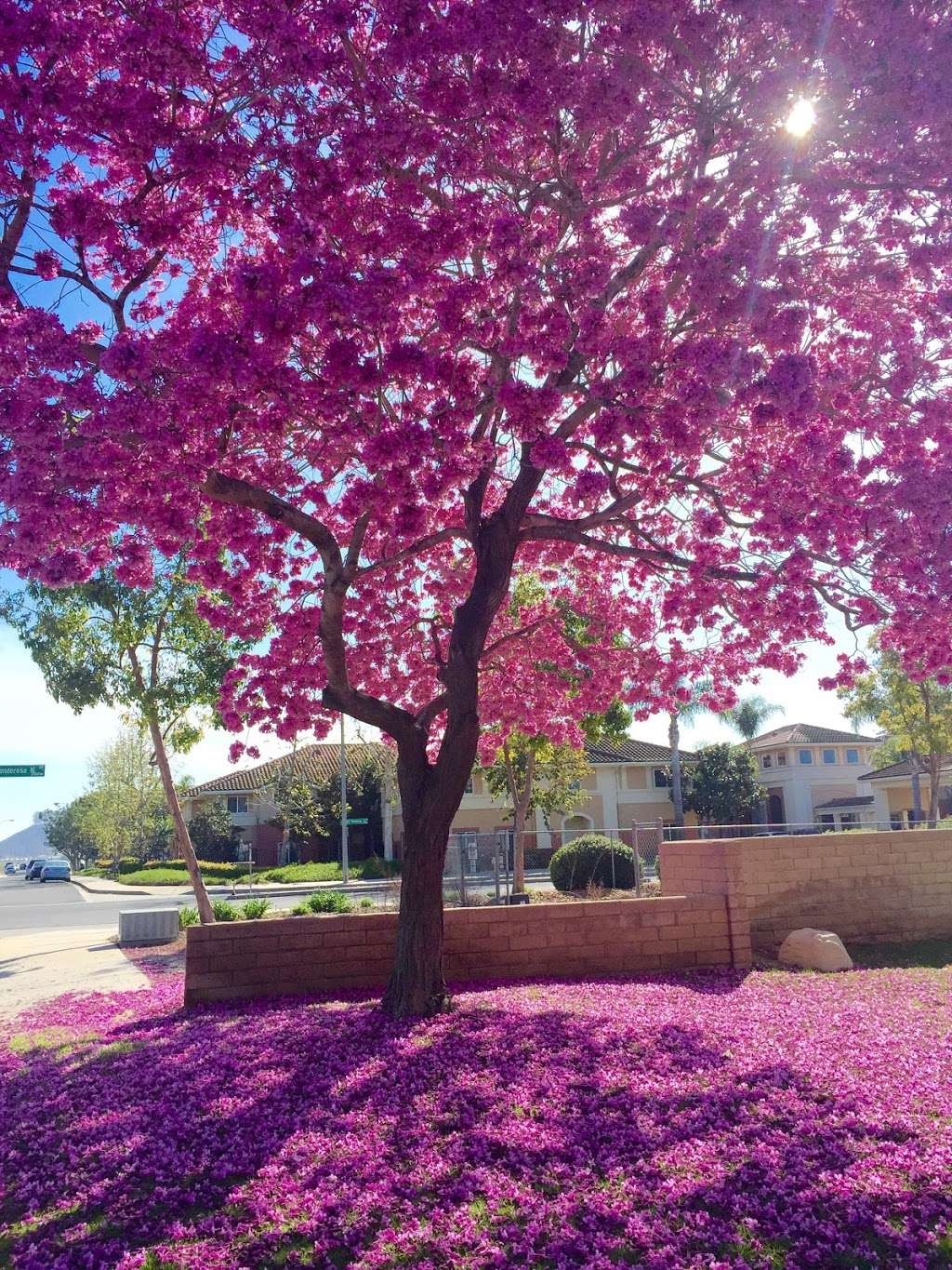 Camarillo Community Gardens | Antonio Ave & N Ponderosa Dr, Camarillo, CA 93010 | Phone: (805) 867-5309