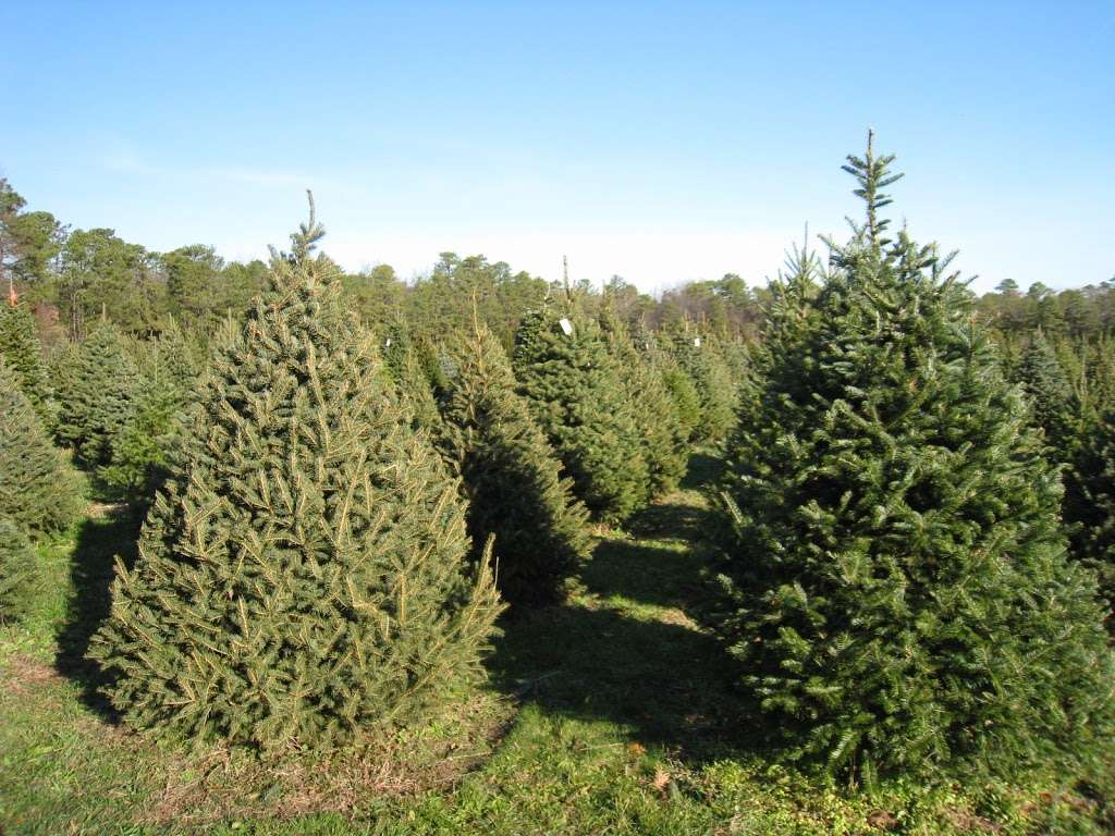 Littleworth Tree Farm | 1957 Tuckahoe Rd, Woodbine, NJ 08270 | Phone: (609) 628-3346