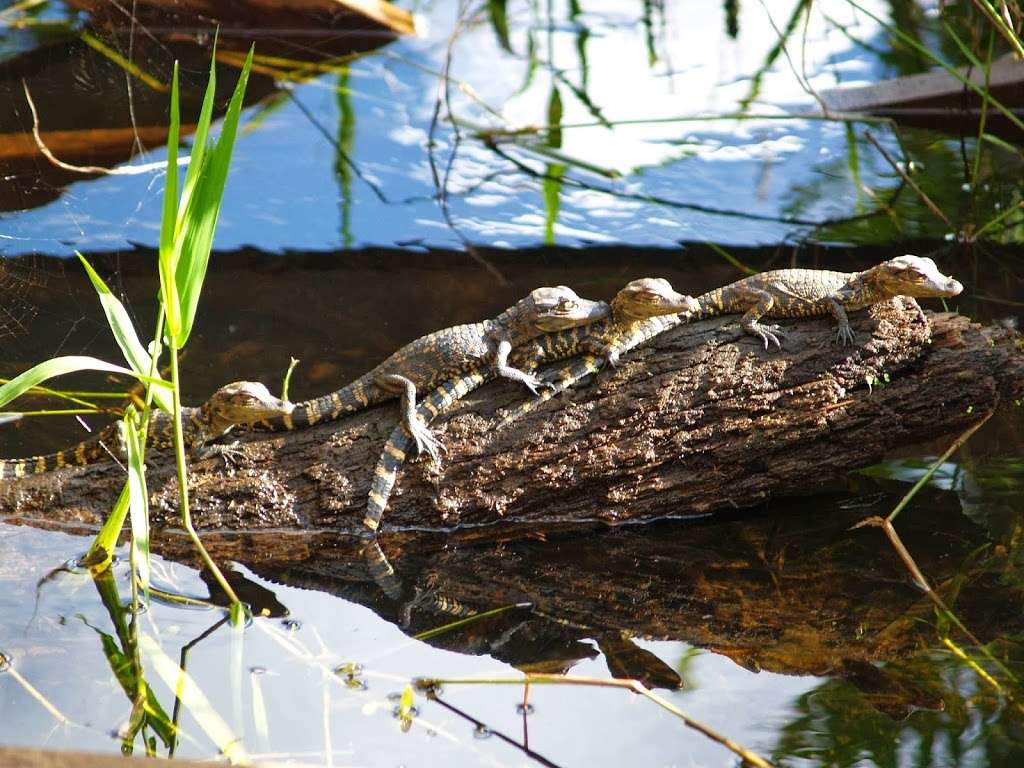 Tigertail Airboat Tours | US-41, Miami, FL 33184, USA | Phone: (305) 439-2745