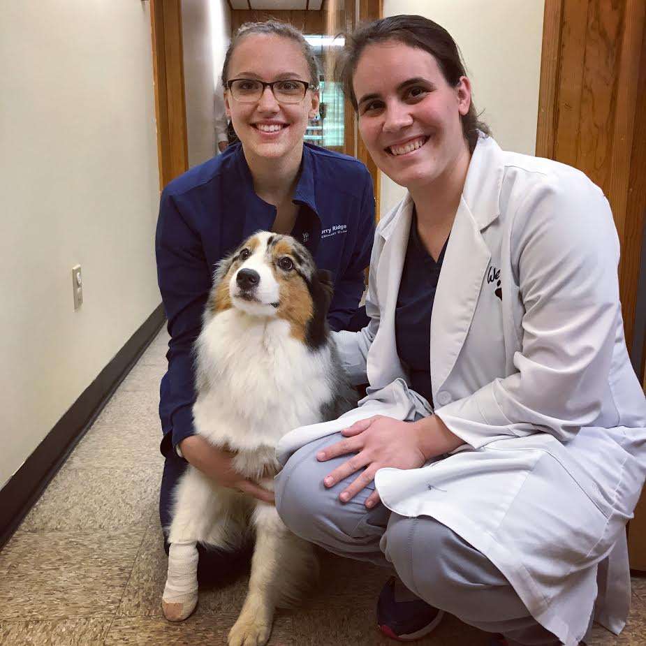 Cherry Ridge Veterinary Clinic | 328 Wanoka Road, Honesdale, PA 18431, USA | Phone: (570) 253-2402