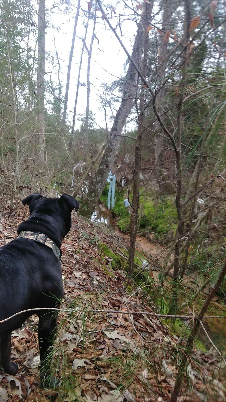 Spring Creek Nature Trail | Tomball, TX 77375, USA