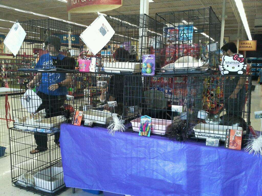 petco on 1960 and veterans memorial