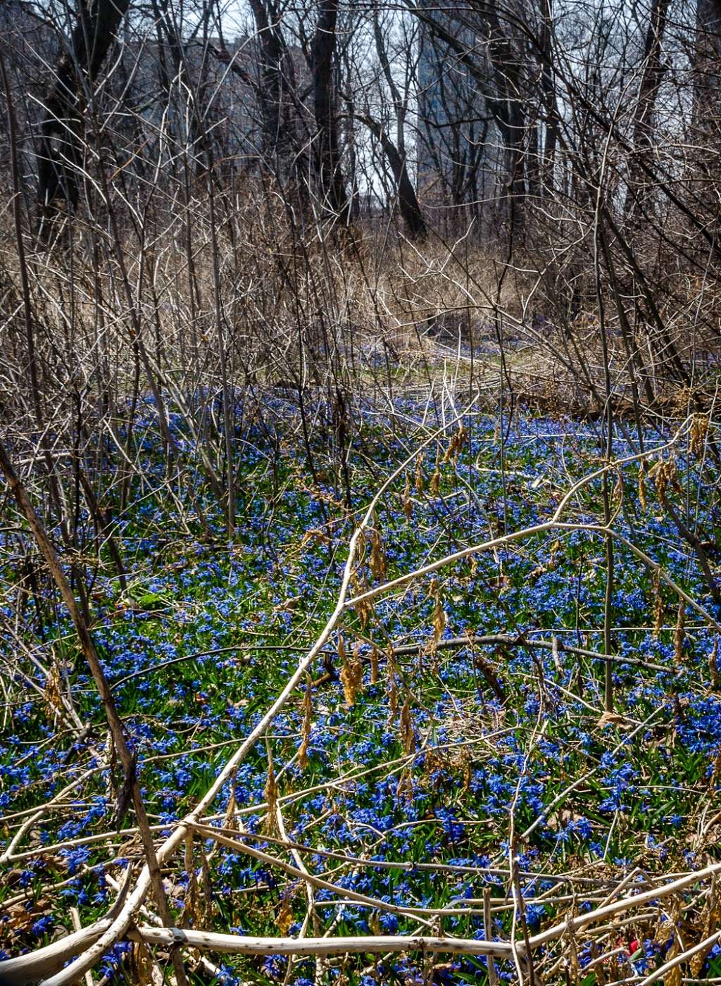 Bill Jarvis Migratory Bird Sanctuary | 3550 N Lake Shore Dr, Chicago, IL 60613, USA | Phone: (312) 742-7529