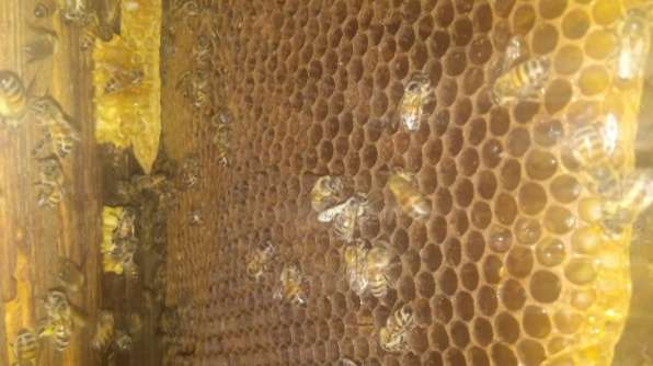 Pro Pollen Bee Removal | 31352 Ensemble Dr, Menifee, CA 92584, USA | Phone: (951) 447-3889