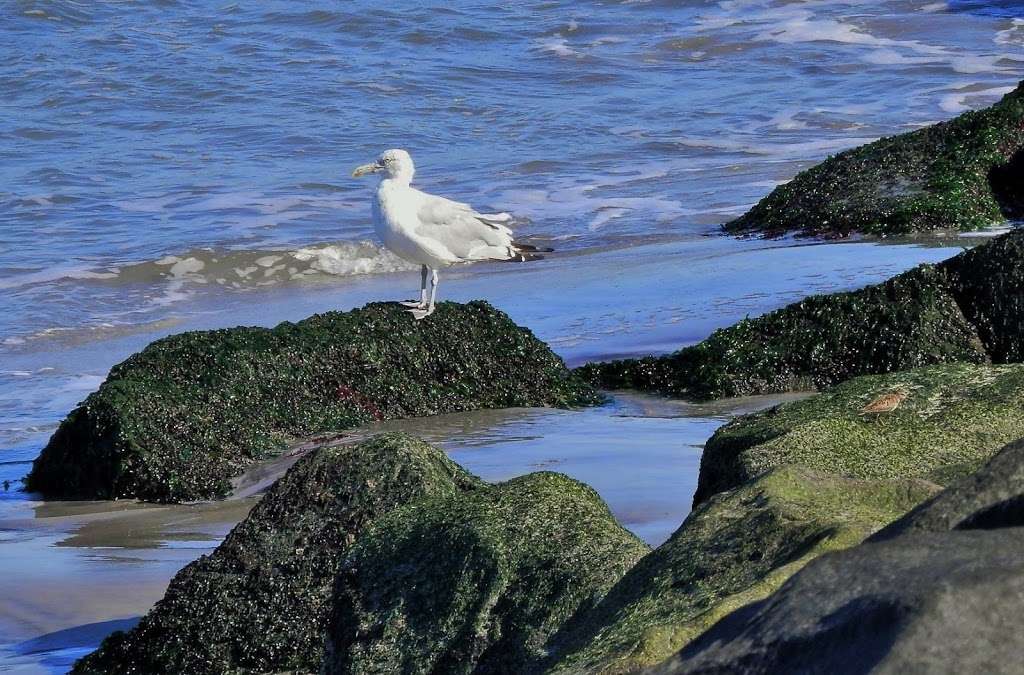 Avalon beach | 123 73rd St, Avalon, NJ 08202, USA