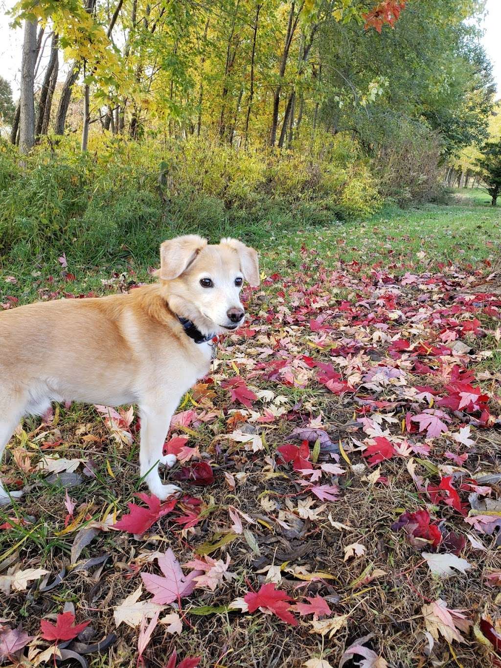 Odessa Animal Clinic 100 W Main St, Odessa, MO 64076, USA BusinessYab