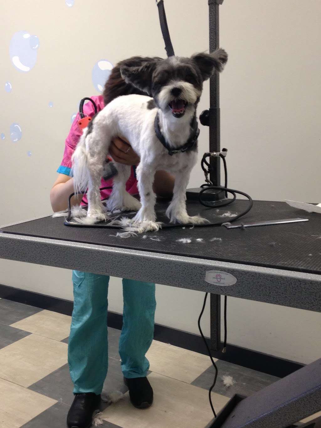 Bubble Bubble Dog Grooming & Spa | 885 Belmont Ave #5, North Haledon, NJ 07508, USA | Phone: (973) 238-0808