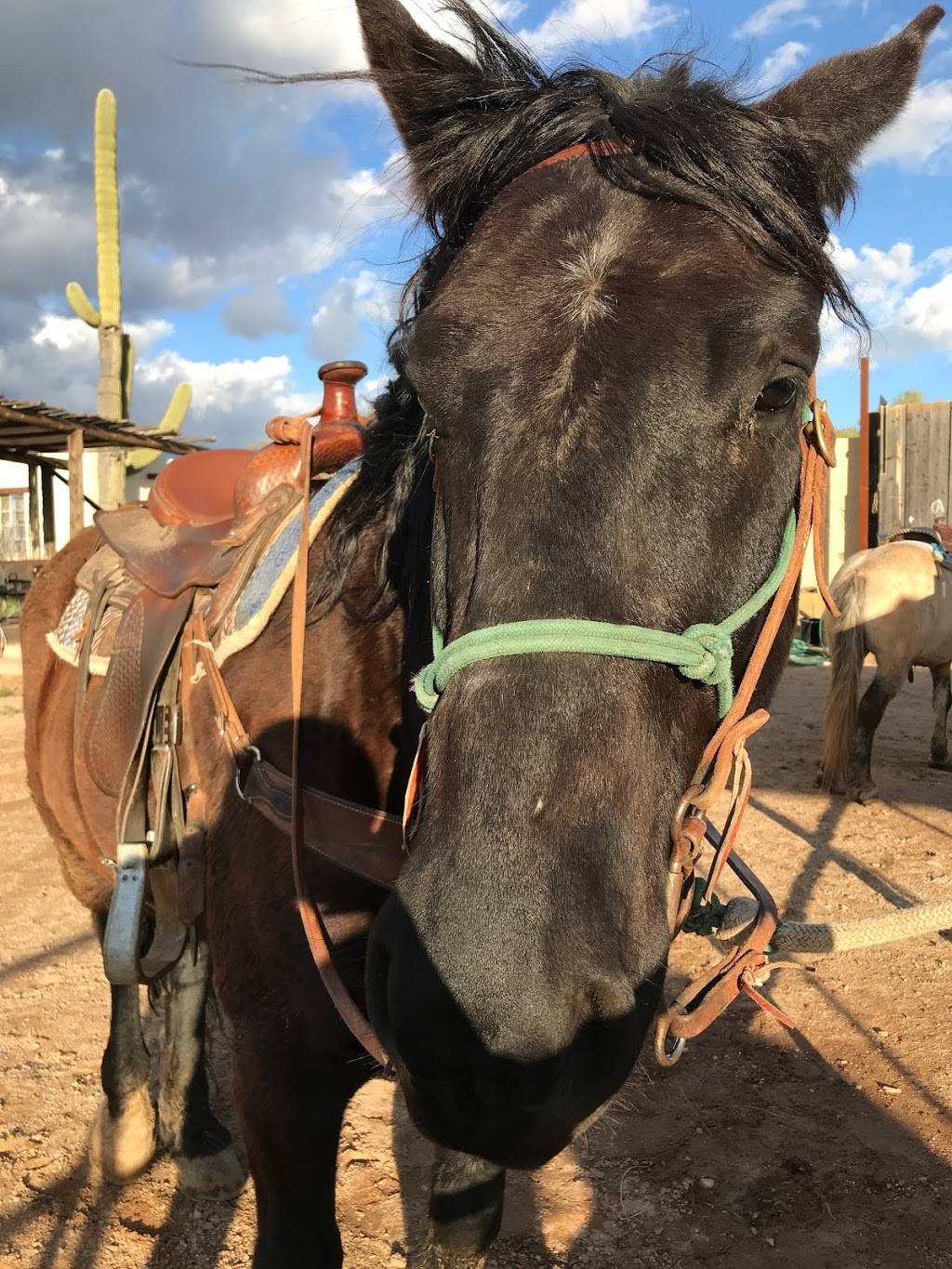 All Around Trail Horses | 5501 N Hacienda Del Sol Rd, Tucson, AZ 85718, USA | Phone: (520) 298-8980