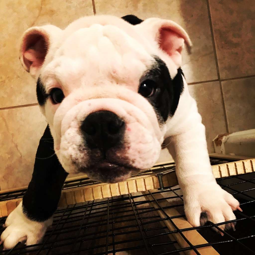 Michael Butchko DVM | 5488 Mission Boulevard, Riverside, CA 92509, USA | Phone: (951) 686-2242 Michael Butchko DVM | 5488 Mission Boulevard, Riverside, CA 92509, USA | Phone: (951) 686-2242