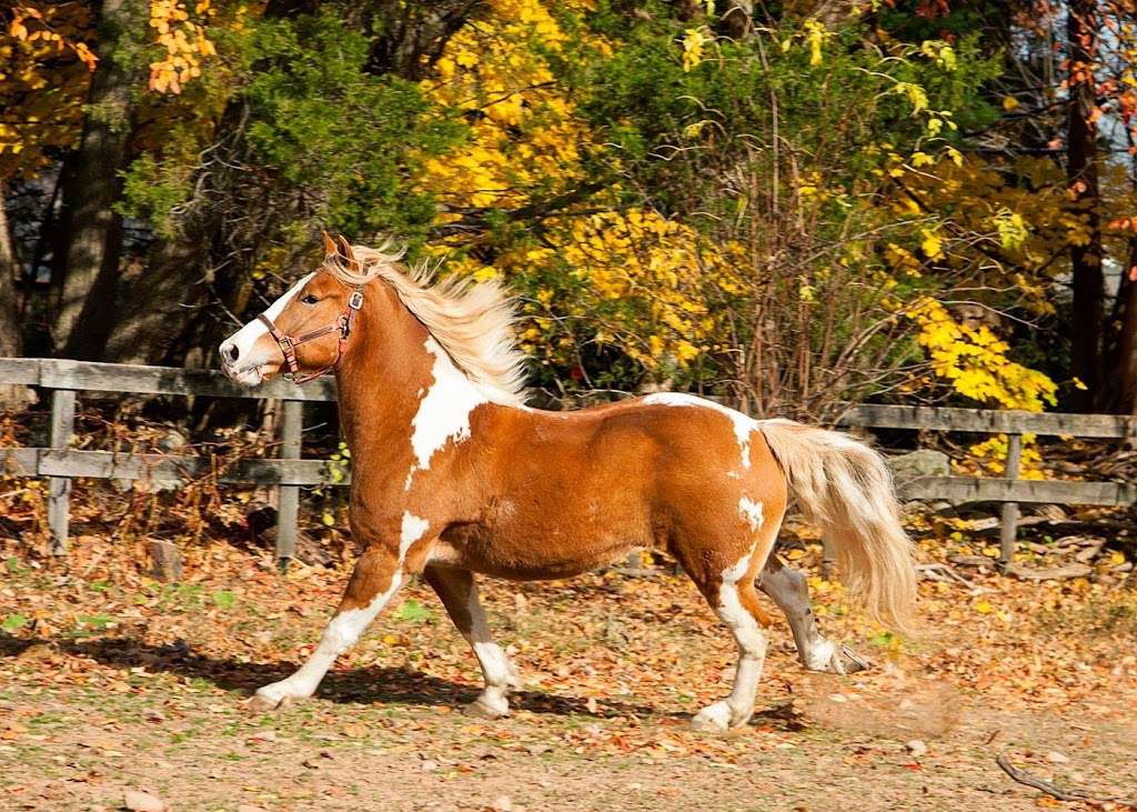 Nickel-O Farms | 369 Strawtown Rd, West Nyack, NY 10994, USA | Phone: (845) 353-8006