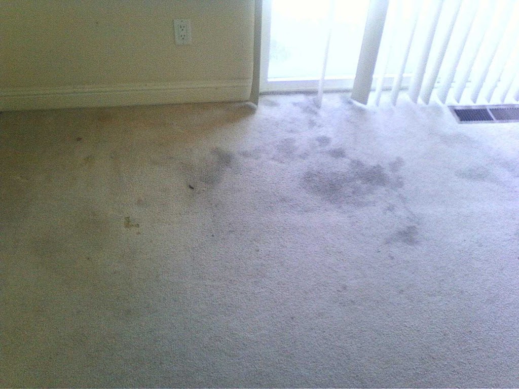 Integrity Carpet Cleaning | 4153 Michael Ave, Fremont, CA 94538, USA | Phone: (408) 379-1440