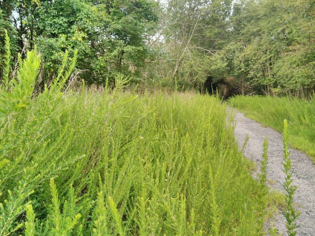 Edwin B. Forsythe National Wildlife Refuge- deCamp Wildlife Trai | 365 Mantoloking Rd, Brick, NJ 08723, USA