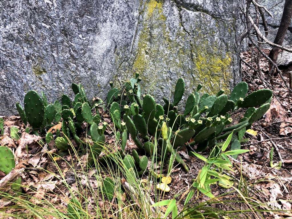 Bear Island | Billy Goat Trail Section A, Potomac, MD 20854, USA