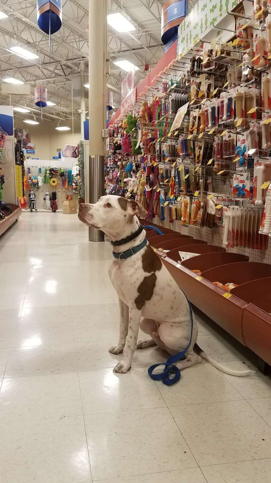 PetSmart | 13337 Worth Ave, Woodbridge, VA 22192, USA | Phone: (703) 490-8676