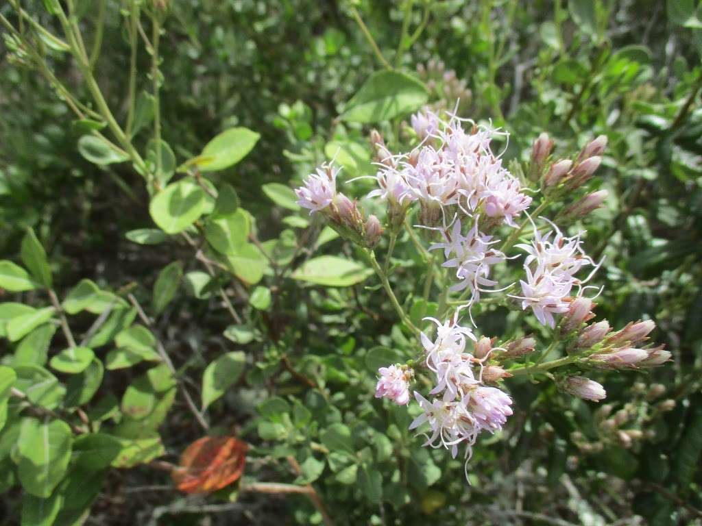 Lake Wales Ridge Wildlife and Environmental Area, Mountain Lake  | Lake Wales, FL 33898, USA