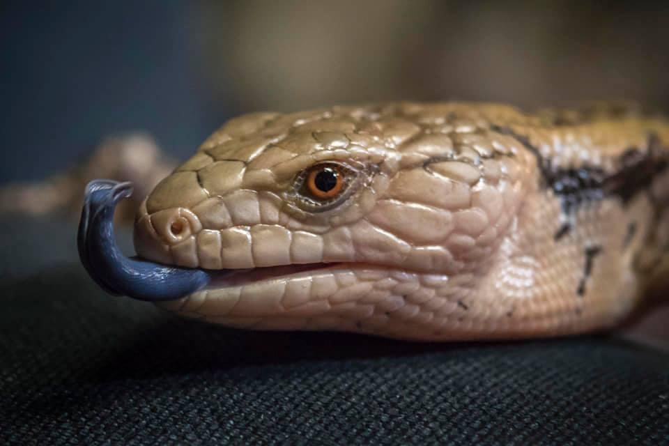 Pittsburgh Reptile Show And Sale | 1321 Freeport Rd, Cheswick, PA 15024, USA | Phone: (724) 516-0441