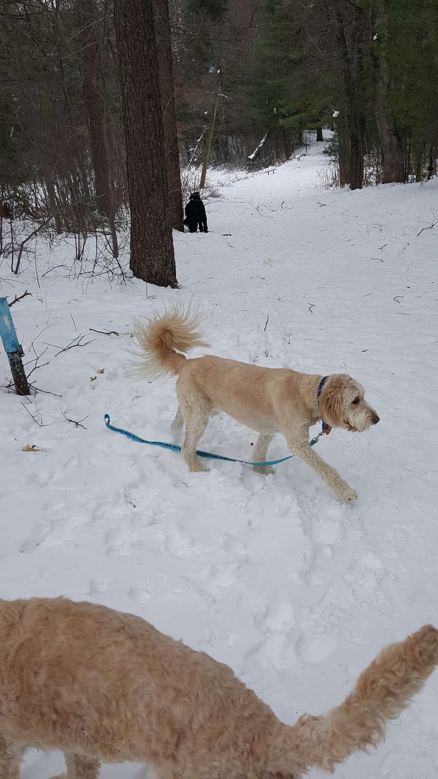 Sharon Dog Park | 34 E Foxboro St, Sharon, MA 02067, USA