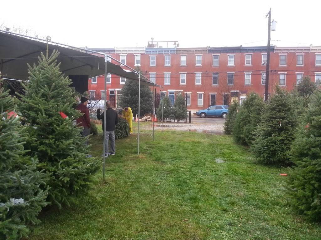 Philly Christmas Trees | Sedgley Dr &, N Lemon Hill Dr, Philadelphia, PA 19130, USA | Phone: (215) 872-1614