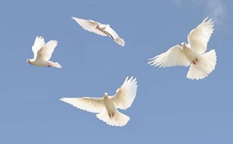 A Sign Of Peace White Dove Releases | 559 Stevenson Rd, Erlanger, KY 41018, USA | Phone: (859) 727-3254