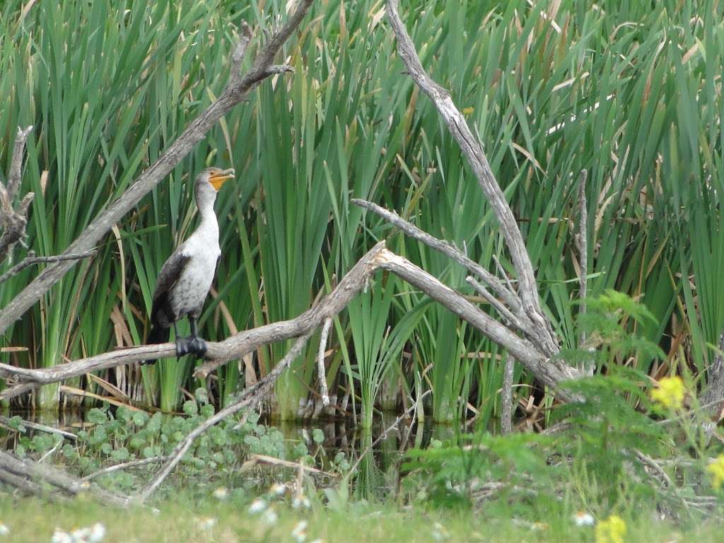 Lake Apopka Wildlife Drive | 2850 Lust Rd, Apopka, FL 32703, USA | Phone: (386) 329-4404