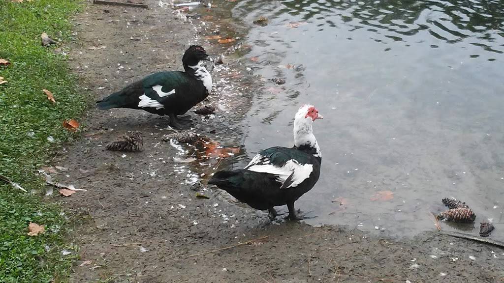 orange park North | 5291 Collins Rd, Jacksonville, FL 32244, USA | Phone: (904) 264-7131