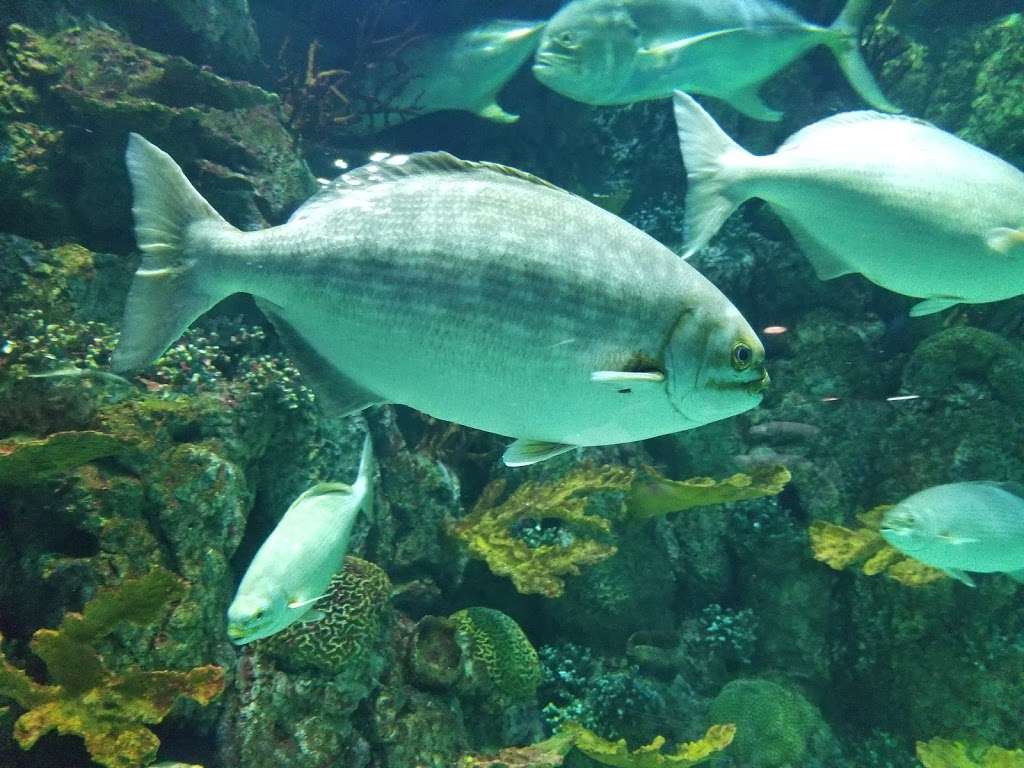 Aquarium At Moody Gardens | 1 Hope Blvd, Galveston, TX 77554, USA | Phone: (409) 744-4673