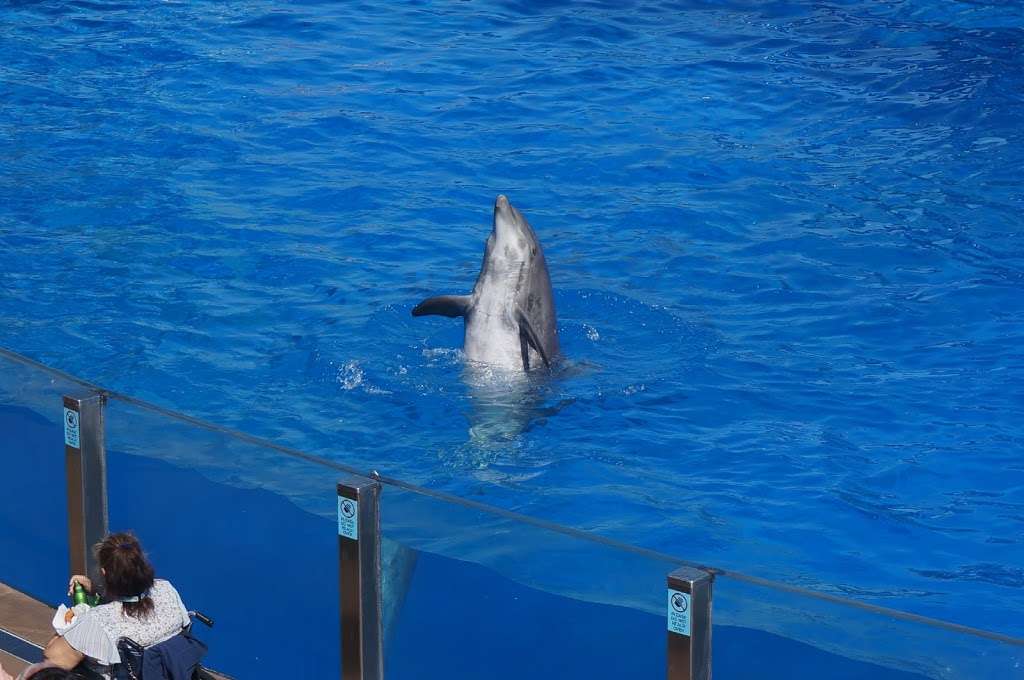 Dolphin Encounter | San Diego, CA 92109, USA