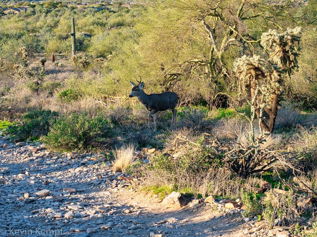 Gateway Trailhead - McDowell Sonoran Preserve | 18333 N Thompson Peak Pkwy, Scottsdale, AZ 85255, USA | Phone: (480) 998-7971