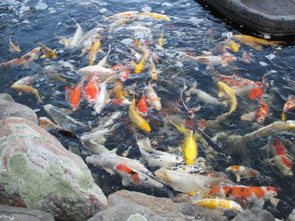 Hanover Koi Farms | 1332 Moulstown Rd N, Hanover, PA 17331, USA | Phone: (717) 637-1111