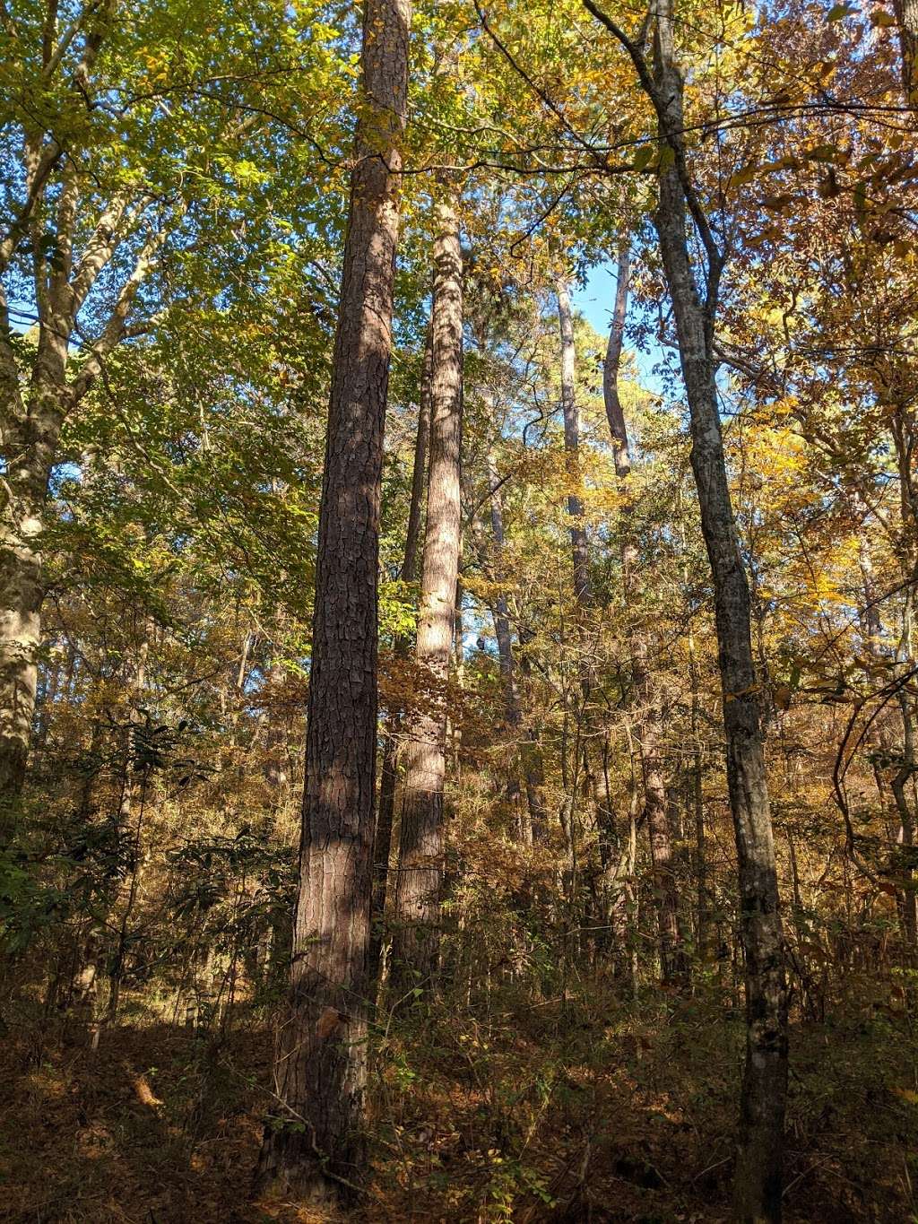 Lone Star Hiking Trail - Trailhead #12 | Unnamed Road, Shepherd, TX 77371, USA