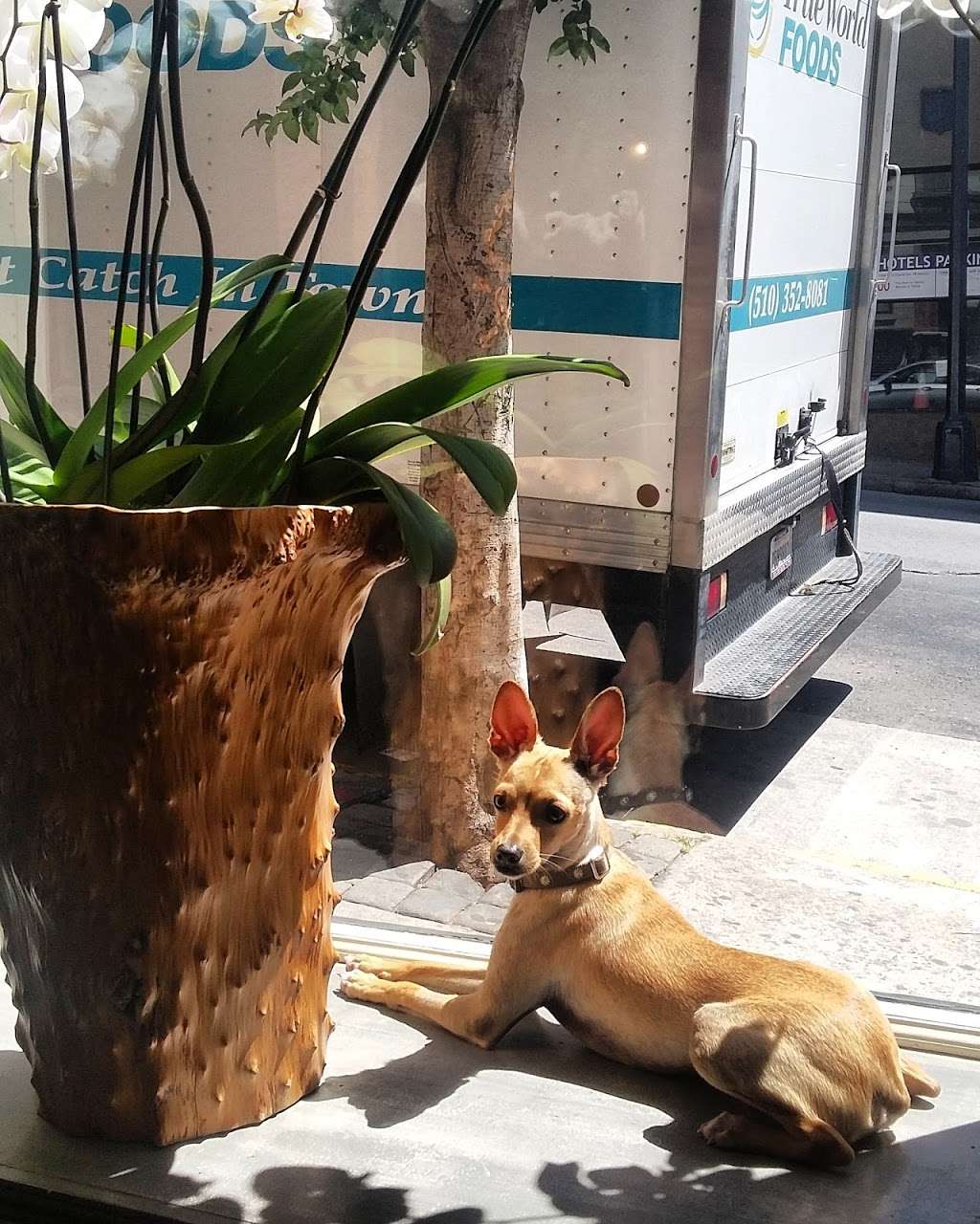 Floreal | 533 Taylor St, San Francisco, CA 94102, USA | Phone: (415) 885-4261