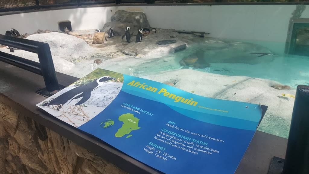African Penguins | 3701 S 10th St, Omaha, NE 68107, USA | Phone: (402) 733-8400 African Penguins | 3701 S 10th St, Omaha, NE 68107, USA | Phone: (402) 733-8400