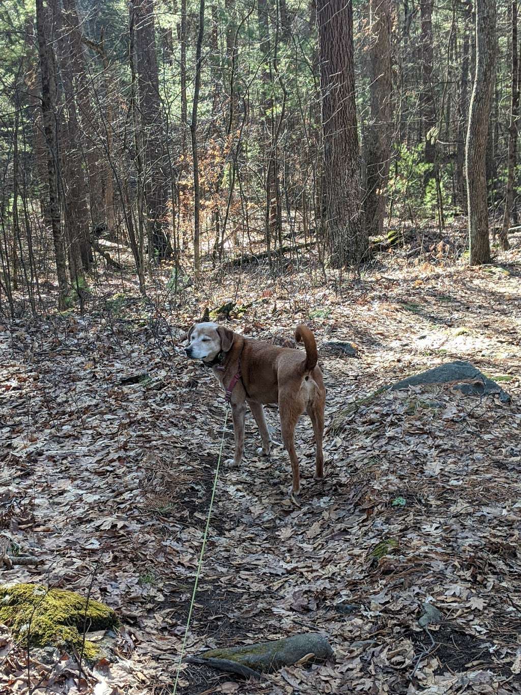 Edmund Hill Woods | Northborough, MA 01532, USA