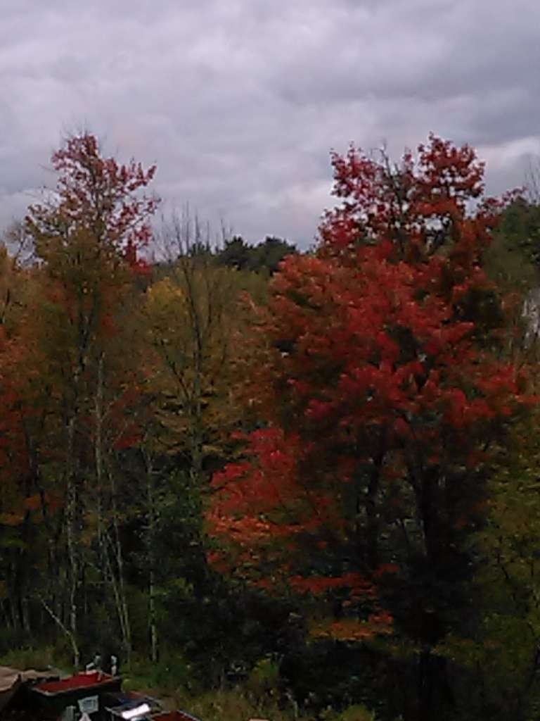 Pine Tree Bungalows | NY-42, Monticello, NY 12701