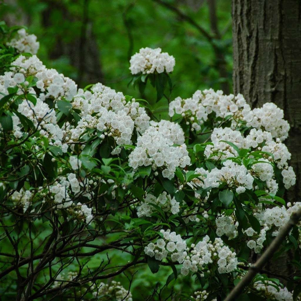 McKaig Nature Center Brower Rd Entrance | 940 Brower Rd, Wayne, PA 19087 | Phone: (484) 580-9474