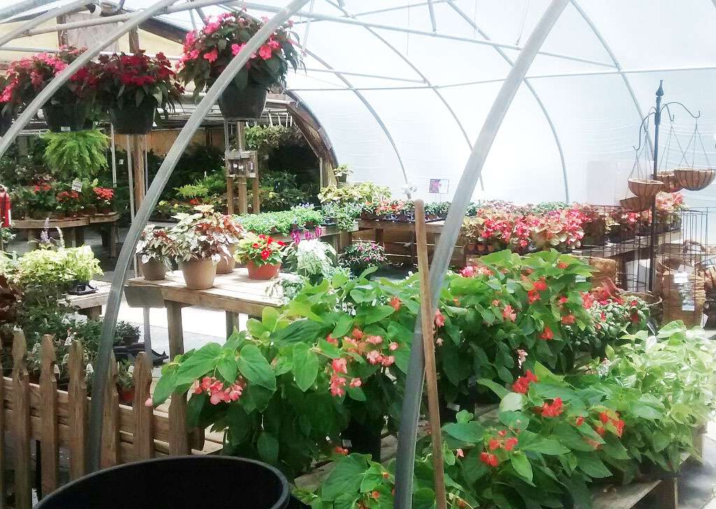 Kings Greenhouse | 524 Stallings Rd, Matthews, NC 28104, USA | Phone: (704) 821-7507