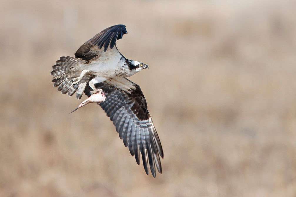 Cape May Bird Observatory - Center for Research and Education | 600 N Delsea Dr, Cape May Court House, NJ 08210 | Phone: (609) 861-0700