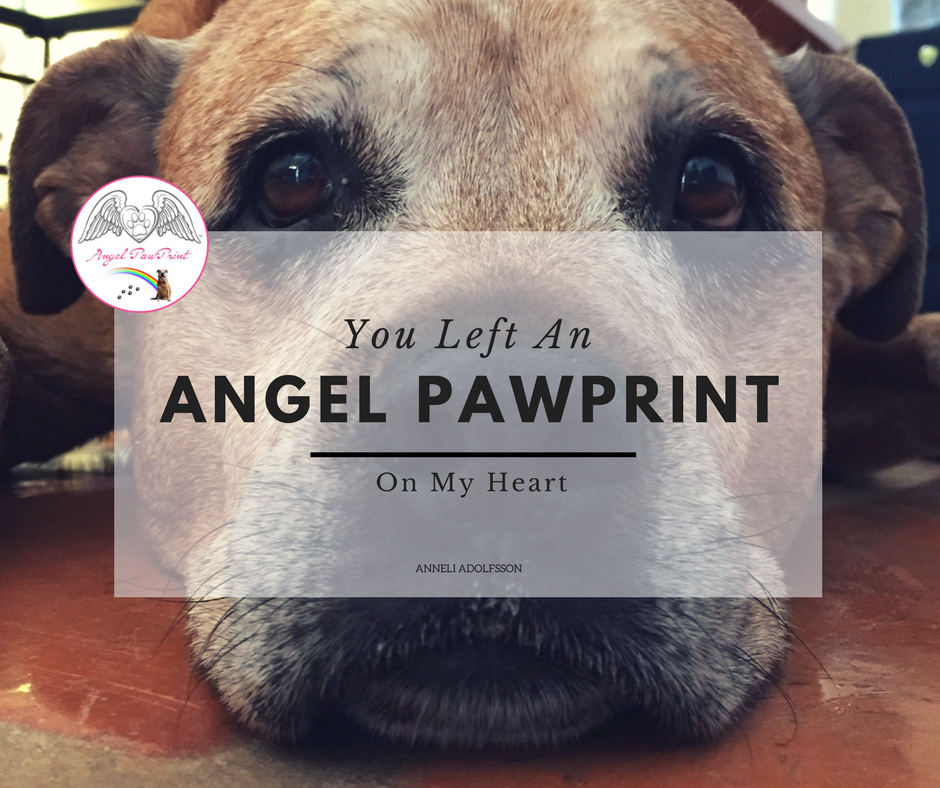 Angel PawPrint | 4030 South Jones Boulevard #30575, Las Vegas, NV 89103 | Phone: (702) 660-9720