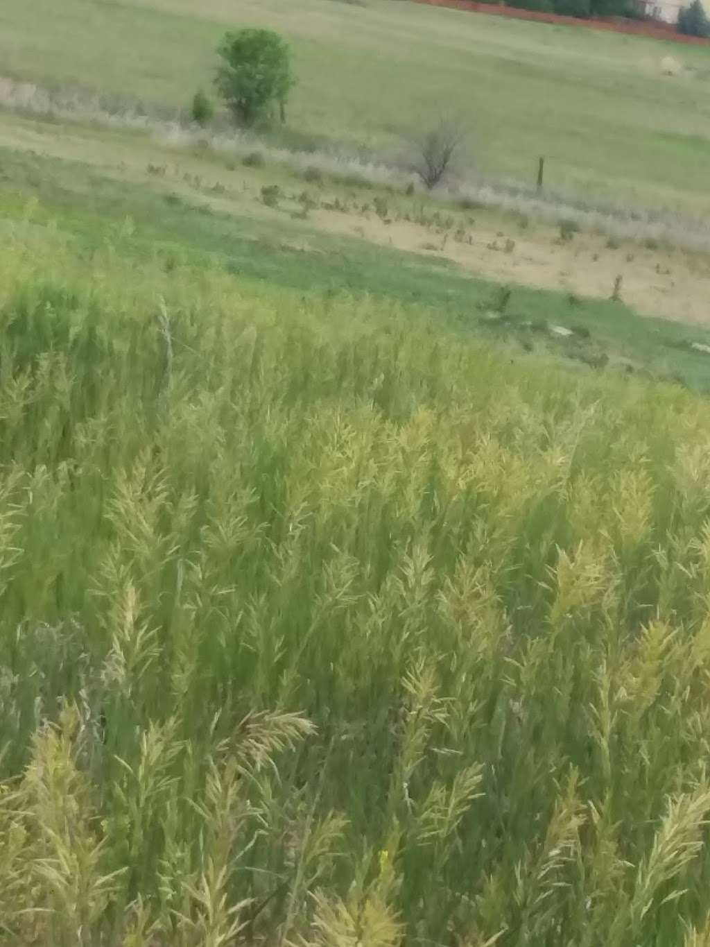 Prairie Dog Meadow Natural Area | 6208 Kyle Ave, Fort Collins, CO 80525, USA | Phone: (970) 416-2815