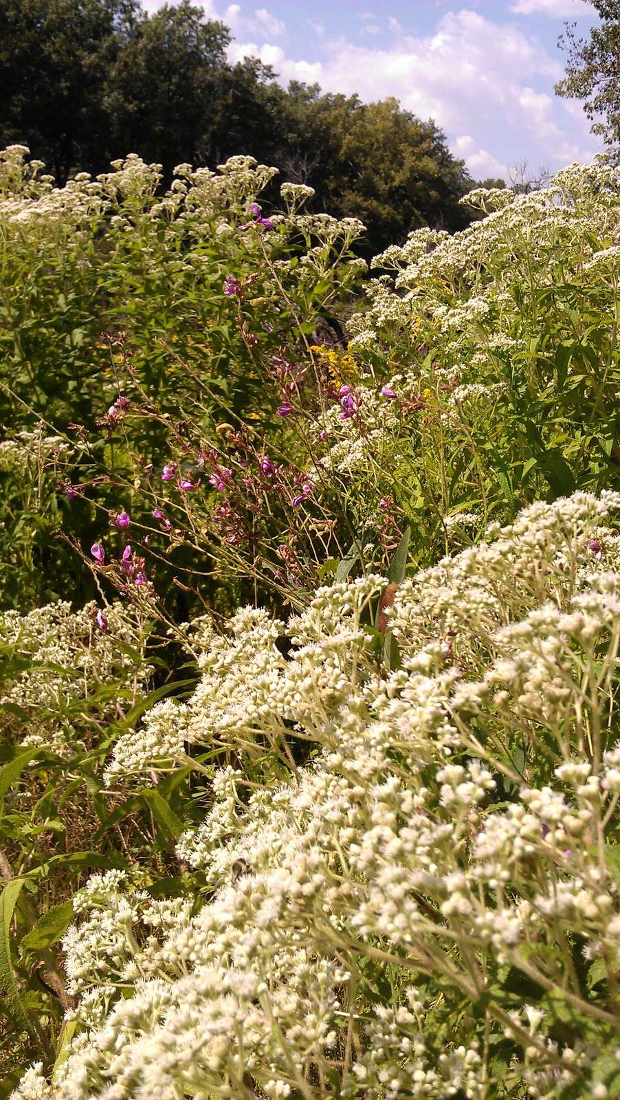 Ivanhoe South Nature Preserve / Shirley Heinze Land Trust | Colfax St, Gary, IN 46406 | Phone: (219) 242-8558