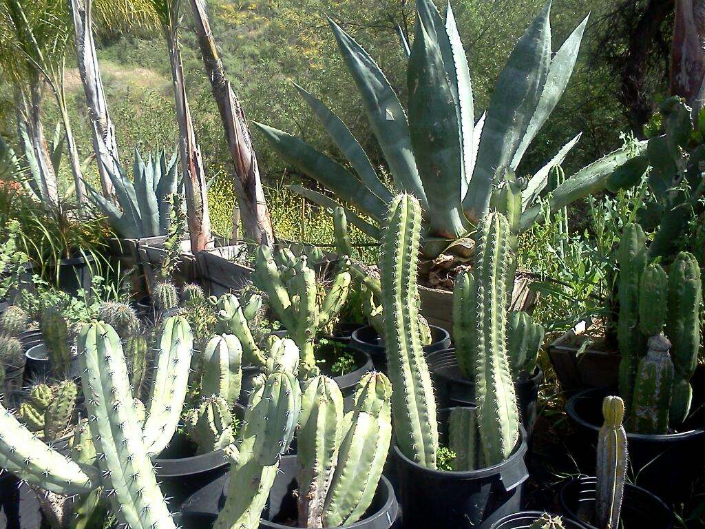 Jamul Nursery | 12931 Campo Rd, Jamul, CA 91935, USA | Phone: (619) 753-7307