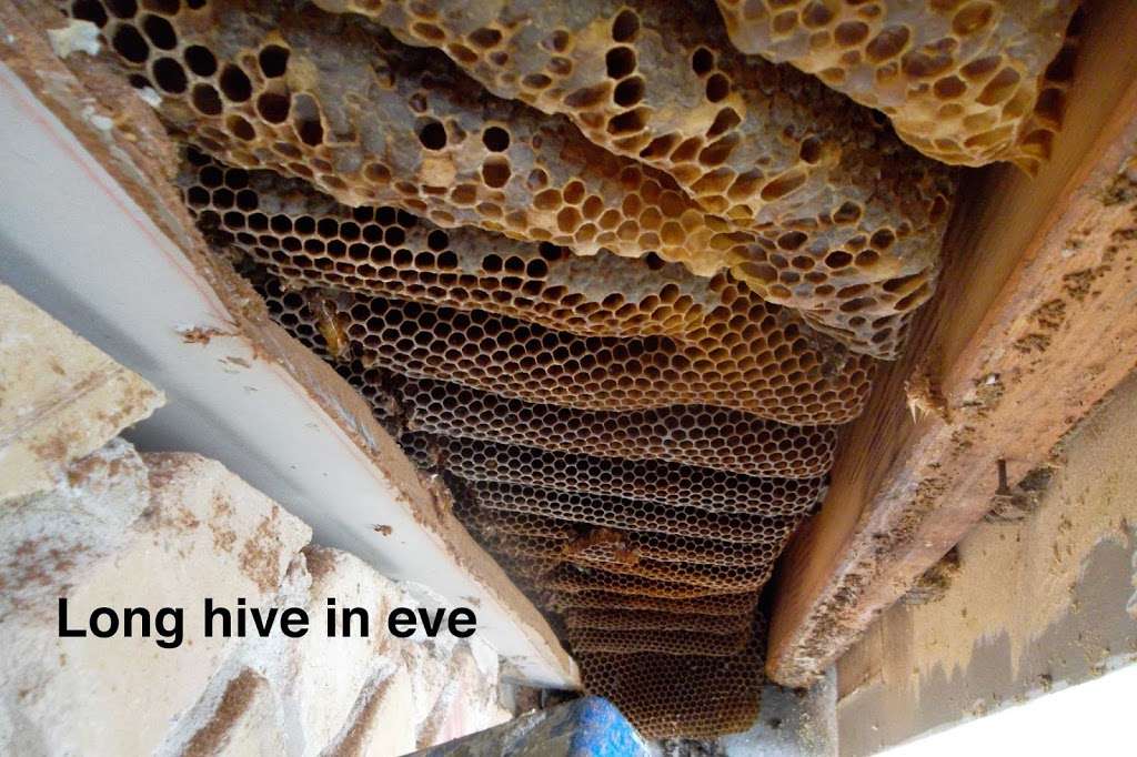 Hive Pro Bee Removal inc. | 8832 Villanova Ave, Los Angeles, CA 90045, USA | Phone: (424) 400-5705