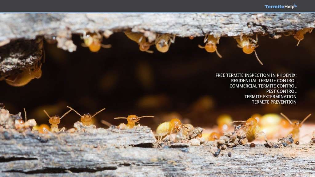 Varsity Termite & Pest Control | 4527 E Exeter Blvd, Phoenix, AZ 85018, USA | Phone: (602) 218-6165