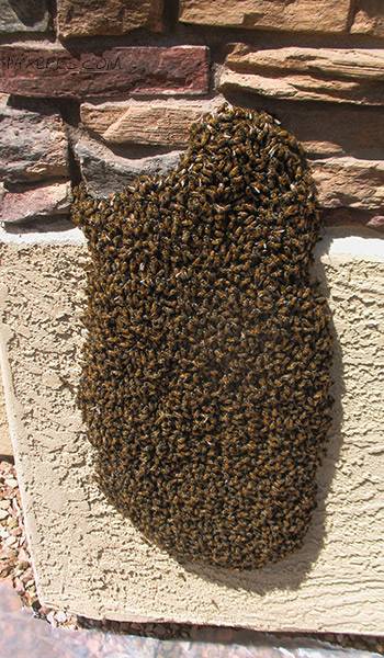 Phoenix Bee Removal | 2491 W Sawtooth Way, Queen Creek, AZ 85142, USA | Phone: (480) 612-1620