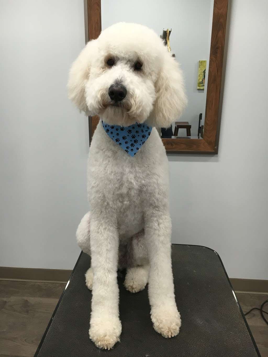 Wet Paws Dog Grooming | 4244 Madison Ave, Trumbull, CT 06611, USA | Phone: (203) 665-0083